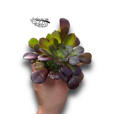 Aeonium arboreum híbrido