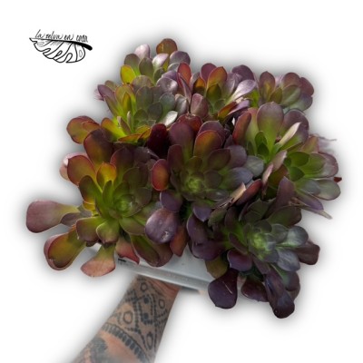 Aeonium arboreum híbrido 2