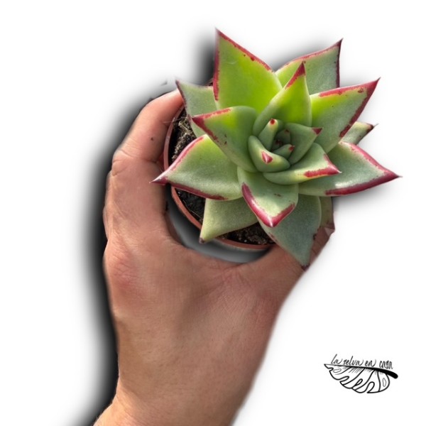 Echeveria agavoides MEDIUM
