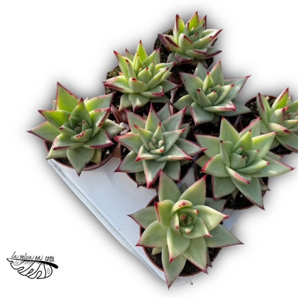 Echeveria agavoides MEDIUM