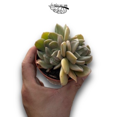 Echeveria ‘Marabu’