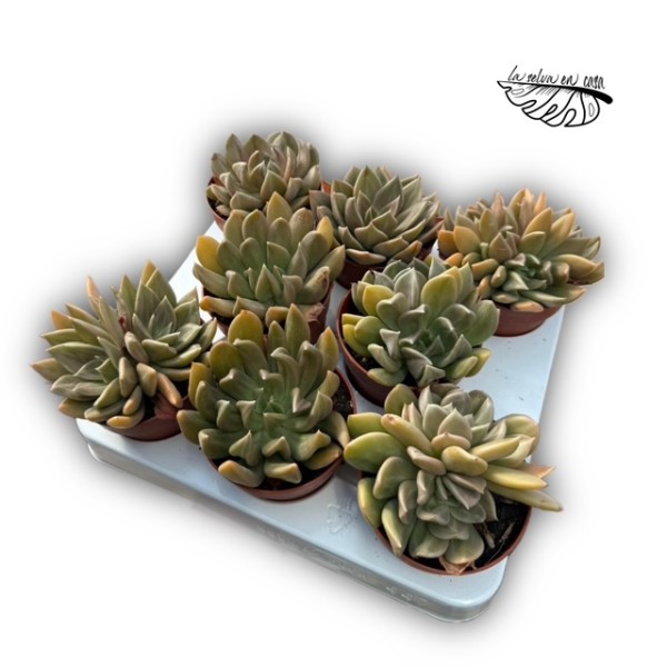 Echeveria ‘Marabu’