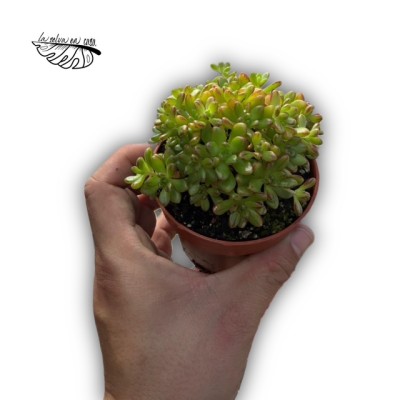 Aeonium sedifolium
