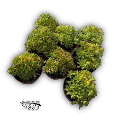 Aeonium sedifolium 2