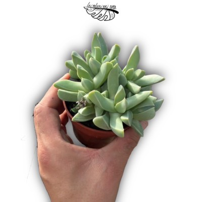 Machairophyllum brevifolium