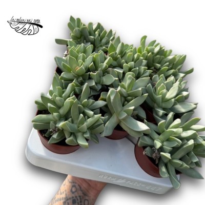 Machairophyllum brevifolium 2