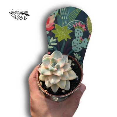 Graptoveria titubans variegata