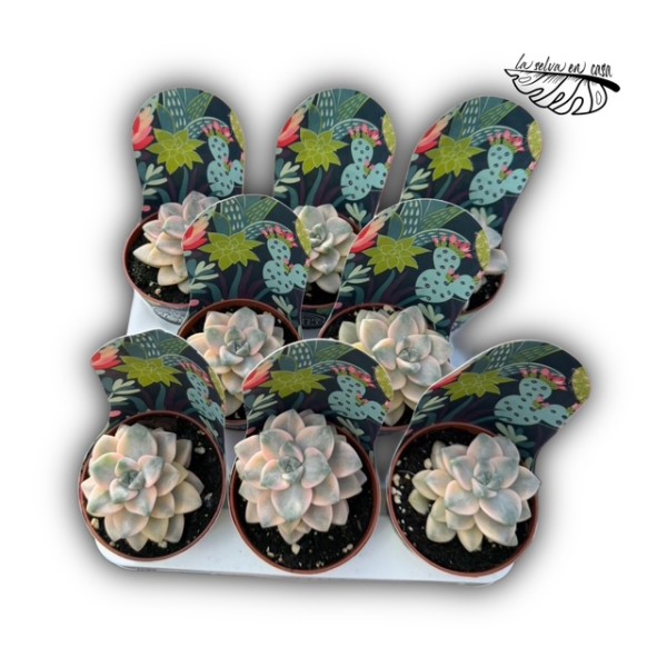 Graptoveria titubans variegata