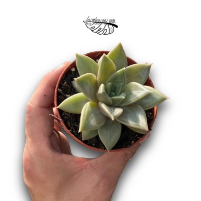Pachyveria híbrida