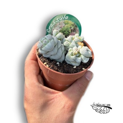 Crassula deceptor