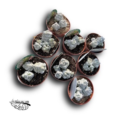 Crassula deceptor 2