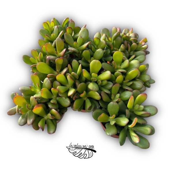 Crassula ovata