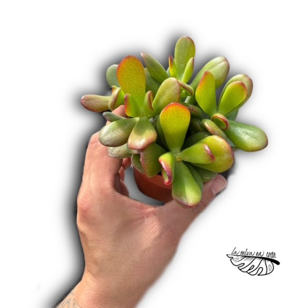 Crassula ovata