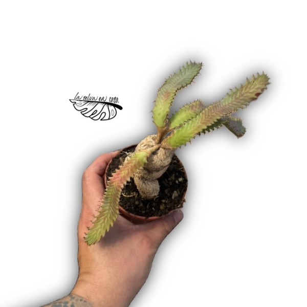 Euphorbia stellata