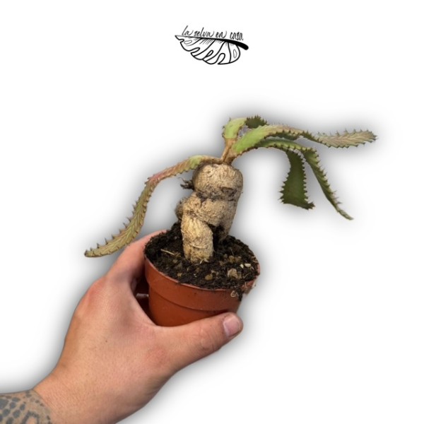 Euphorbia stellata