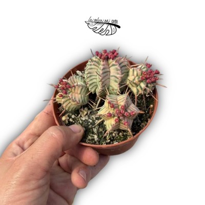 Euphorbia meloformis VARIEGATA