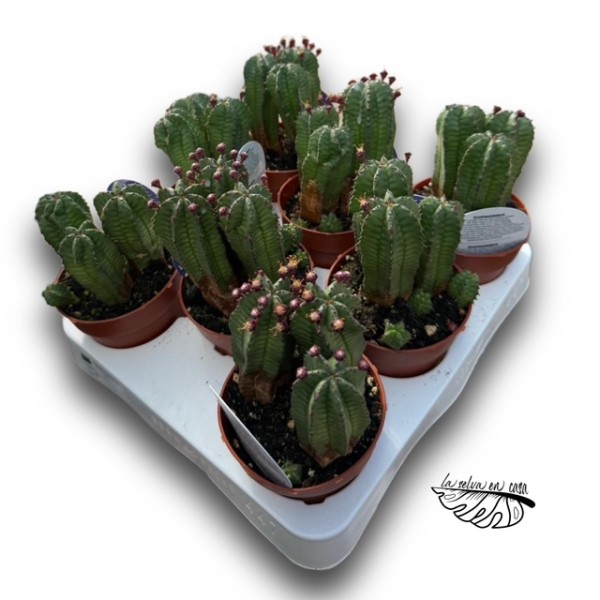Euphorbia frankii