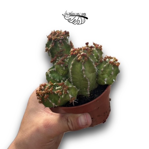 Euphorbia frankii