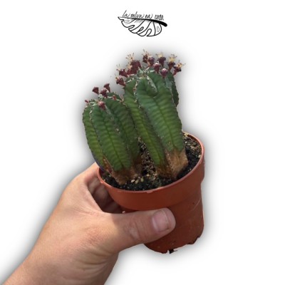 Euphorbia anoplia