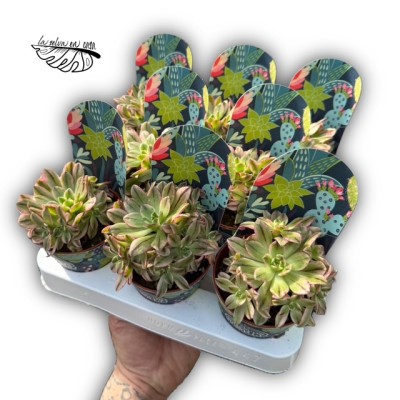 Aeonium bronze medal 2