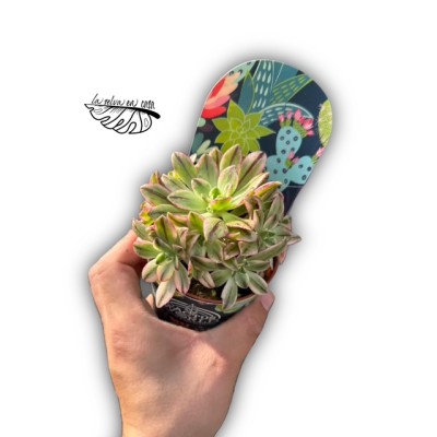 Aeonium bronze medal