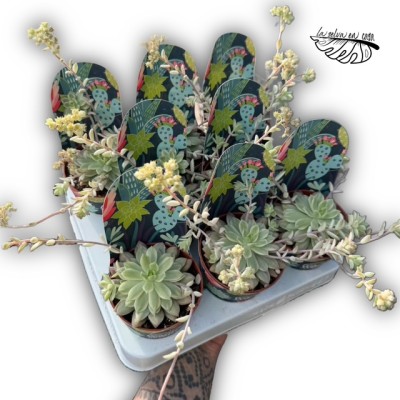Echeveria ‘Green Emerald’ 2