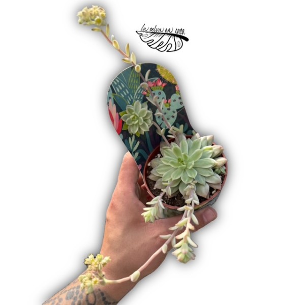 Echeveria ‘Green Emerald’