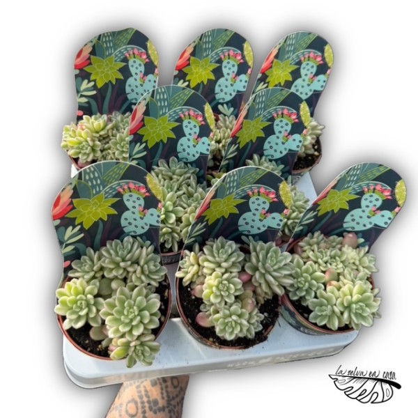 Sedum ‘Joyce Tulloch’
