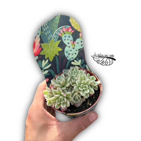Sedum ‘Joyce Tulloch’