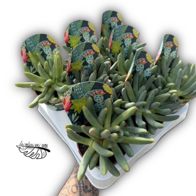 Cylindrophyllum comptonii 2