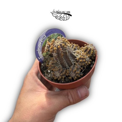Euphorbia phillipsioides