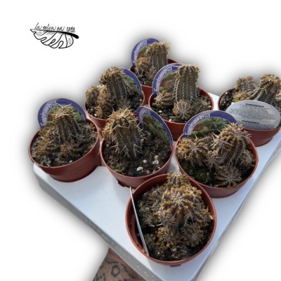 Euphorbia phillipsioides 2