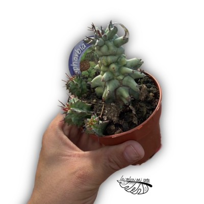 Euphorbia horrida ‘Monstruosum’