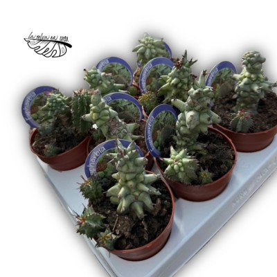Euphorbia horrida ‘Monstruosum’ 2