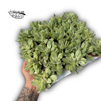 Crassula swaziensis 2