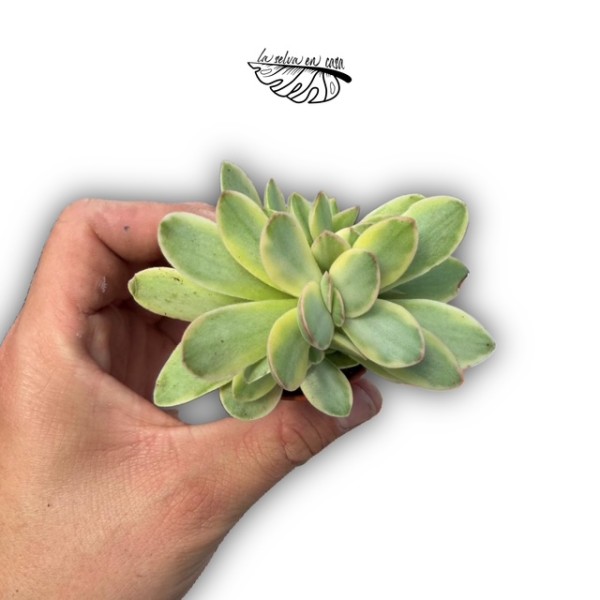 Crassula swaziensis