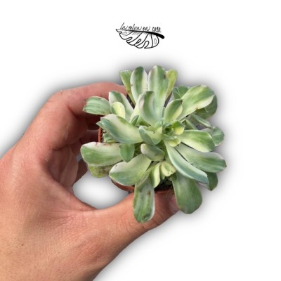 Aeonium castello-paevai