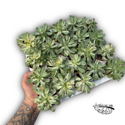 Aeonium castello-paevai 2