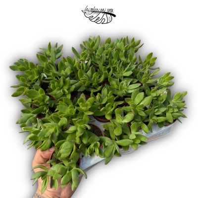 Crassula rubricaulis 2