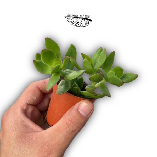 Crassula rubricaulis