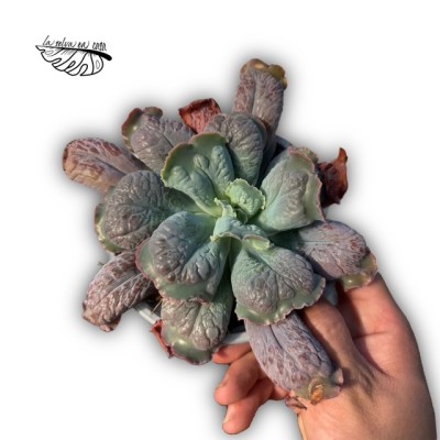 Echeveria ‘Bumps’