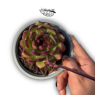 Echeveria ‘Black Rose’