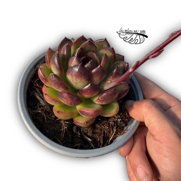 Echeveria ‘Black Rose’