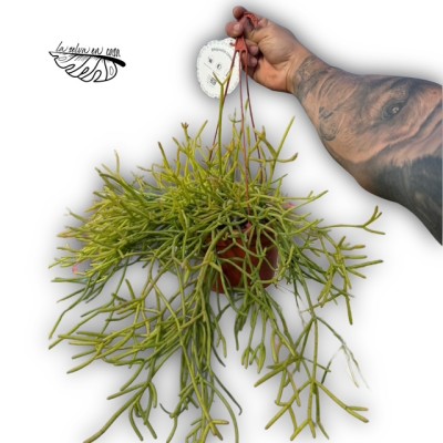 Rhipsalis cassutha