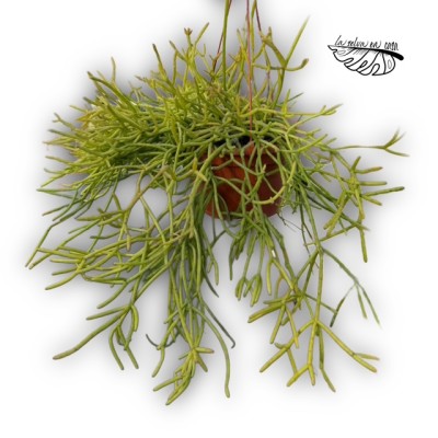 Rhipsalis cassutha 2