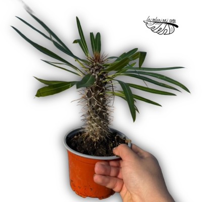 Pachypodium lamerei