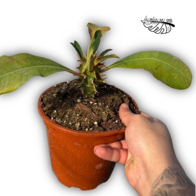 Euphorbia viguieri