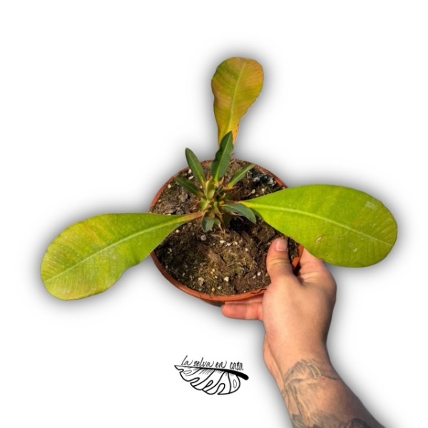 Euphorbia viguieri