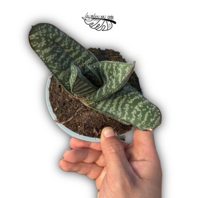 Gasteria bicolor