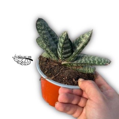 Gasteria bicolor 2